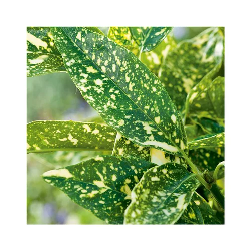Aucuba Japonica Crotonifolia jaune en pot de 3 L