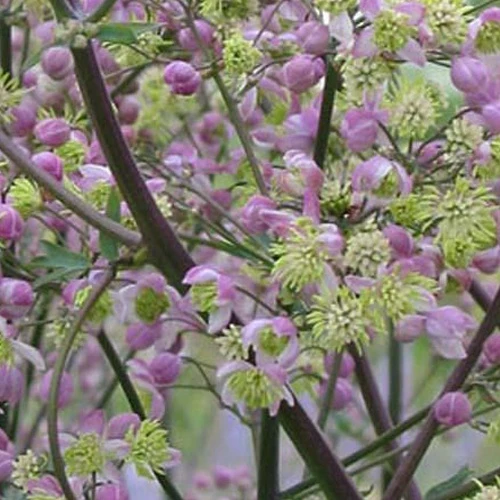 Pigamon Elin Thalictrum elin
