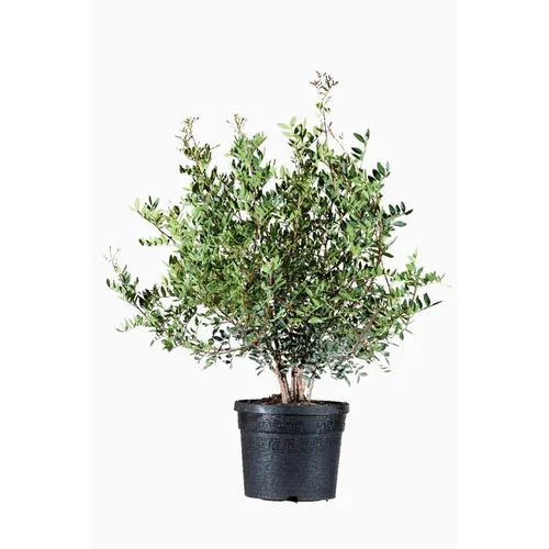 Durenta Plumieri multi pieds en pot de 20 L bleu