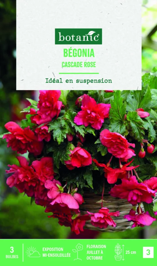 Bulbes de fleurs Bégonia Cascade rose botanic® - 3 bulbes