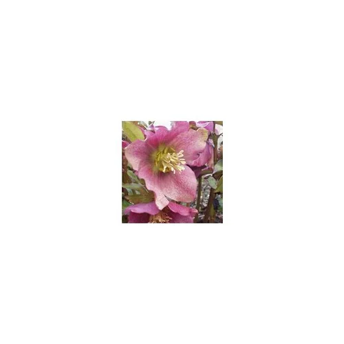 Helleborus Rosemary - Le pot de 4 litres