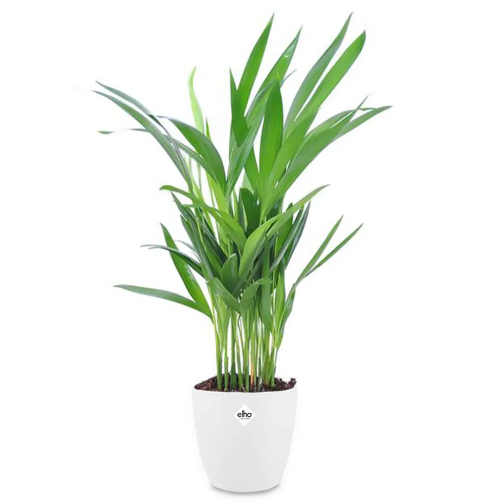 Palmier d'intérieur et son cache-pot blanc ELHO Dypsis lutescens