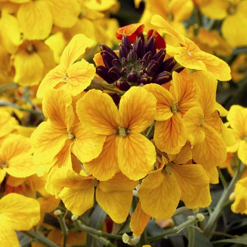 Erysimum ou Giroflée à fleurs multicolores - Le pot Ø 13 cm