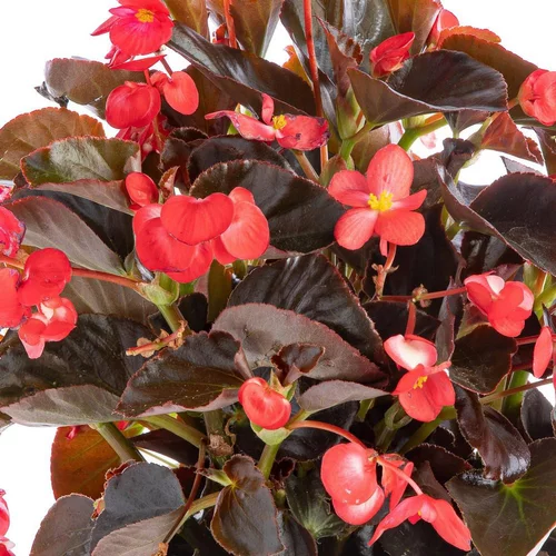 Begonia Big. Le pot de 7,5 litres