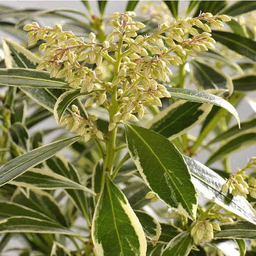 Andromède (Pieris) Flaming Silver. Le pot de 2 litres