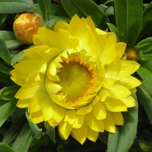Immortelle ou Hélichryse à fleurs multicolores - Le pot de 4,5 litres