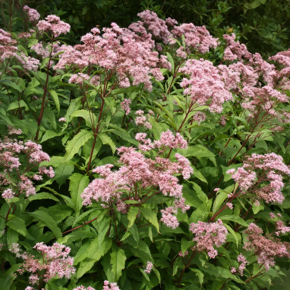 Eupatoire pourpre Eutrochium purpureum var. purpureum