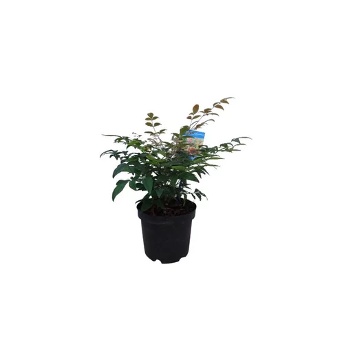 Nandina Domestica Gulf Stream rouge en pot