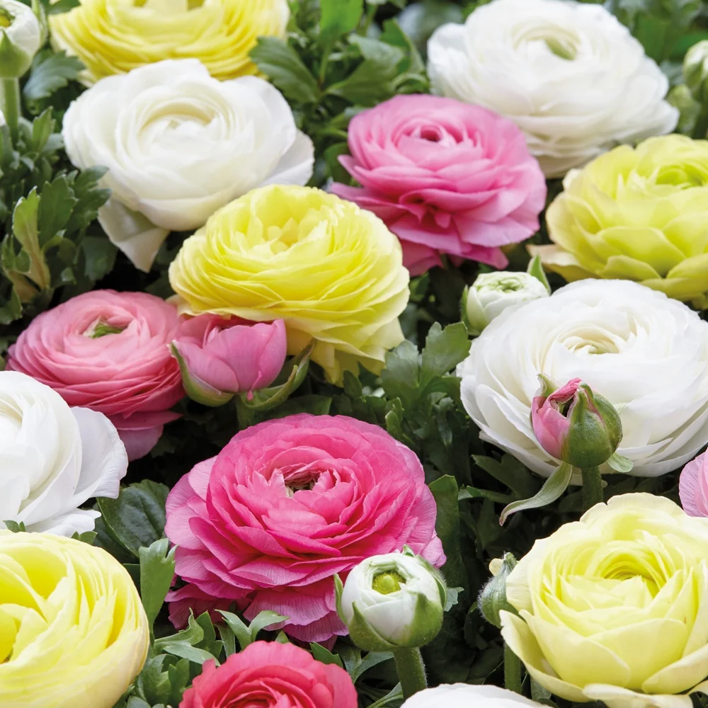 30 Renoncules pastel jaune, blanc, rose en mélange Ranunculus