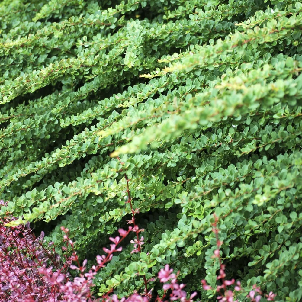 Épine-vinette de Thunberg Green Carpet Berberis thunbergii Green Carpet