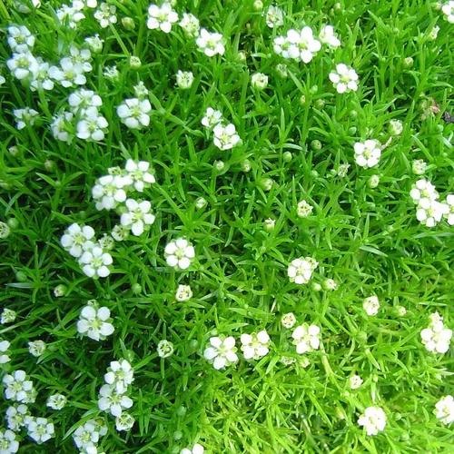 Sagina Green Moos - Le pot de 10,5 cm
