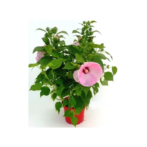 Hibiscus Moscheutos - Le pot de 4 litres