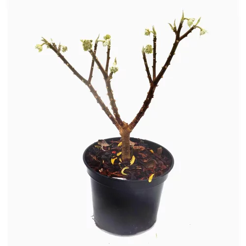 Edgeworthia Chrysantha (Buisson papier) touffe 30/40 en pot de 3 L jaune
