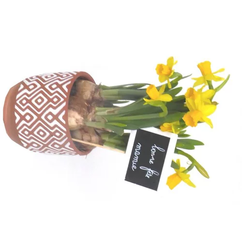 Narcisse tête a tête - Pot déco
