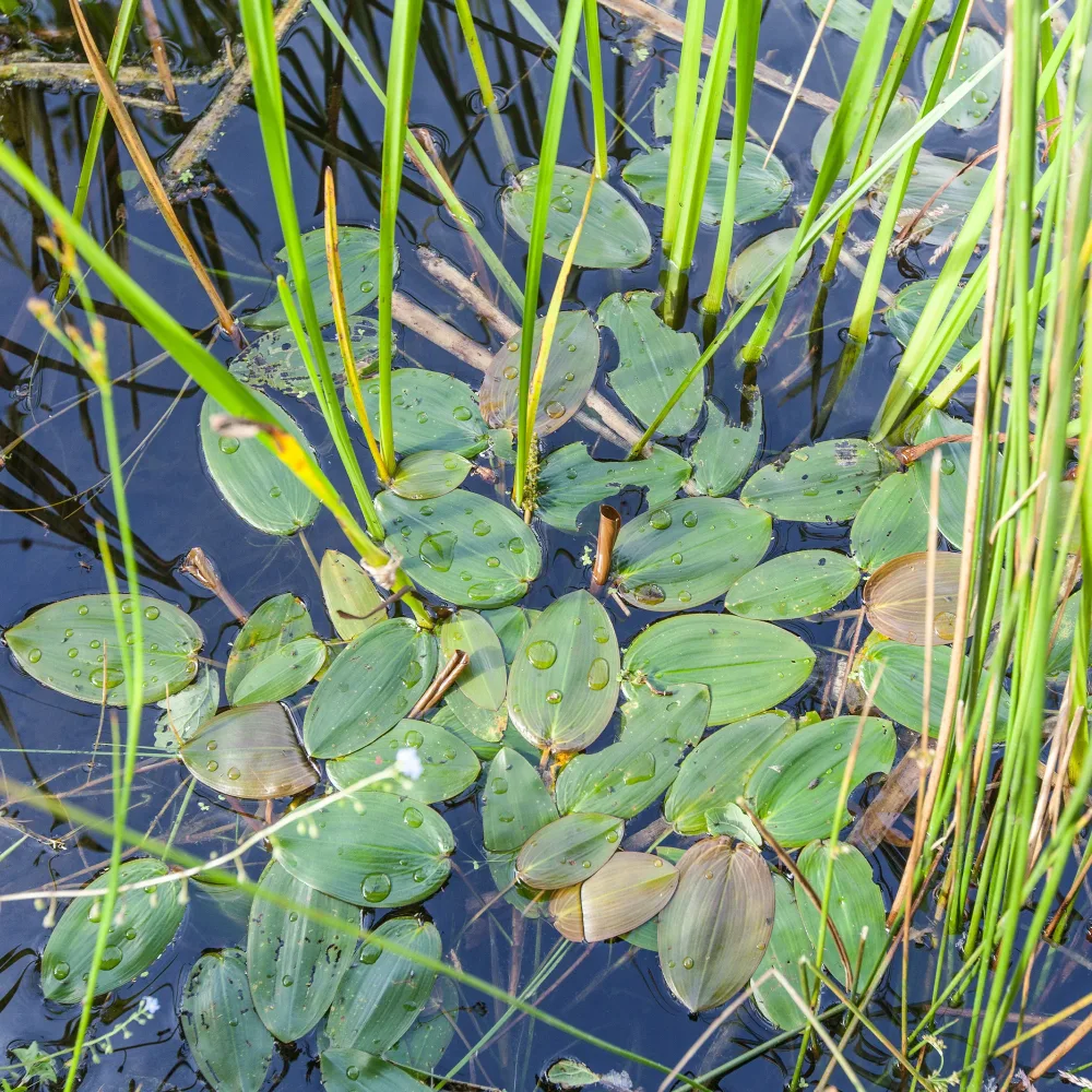 Potamot nageant Potamogeton natans
