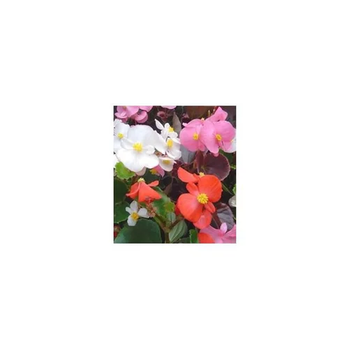 Bégonia semperflorens - Le pot de 6 litres