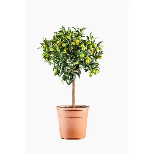 Kumquat. Le pot de 7 litres