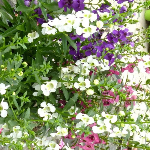 Angelonia (Angélonie ou fausse Gueule-de-loup) à fleurs multicolores - Le pot Ø 14 cm