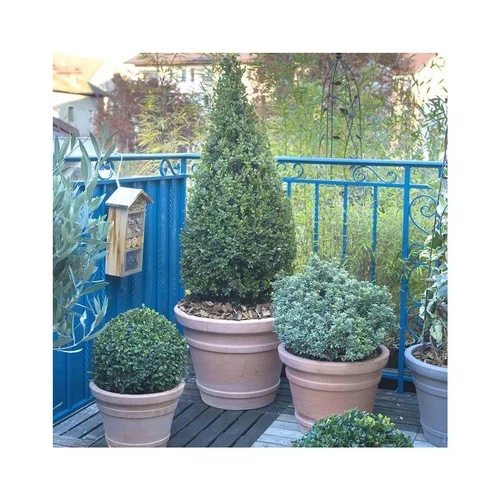Arbustes variés - Avec cache pot