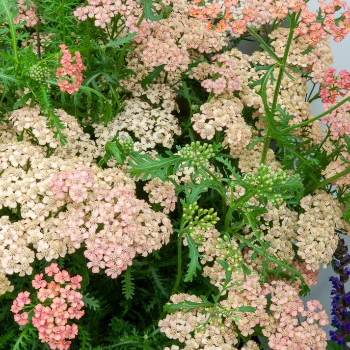 Achillée millefeuille Apricot Delight Achillea millefolium Apricot Delight