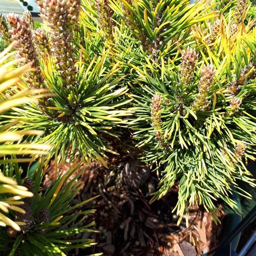 Pinus Mugo Winter Gold (Pin de montagne) en pot de 5 L jaune