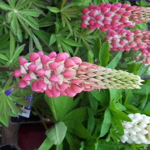 Lupin multicolore. Le pot de 3 litres
