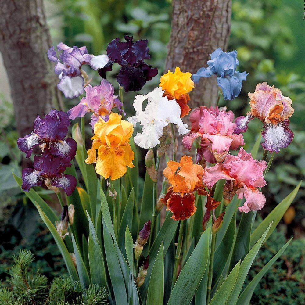 5 Iris de jardin en mélange Iris germanica