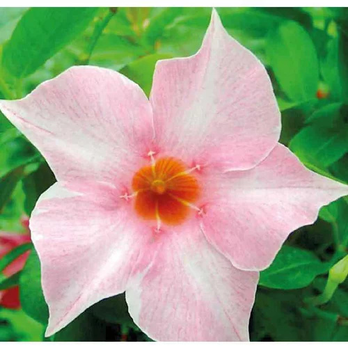 Dipladénia rose Sundaville Cream Pink. Le pot de 9 x 9 cm