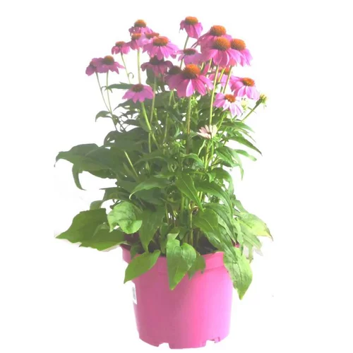 Echinacea Pow Wow Wild Berry (Rose) - Le pot de 4 litres