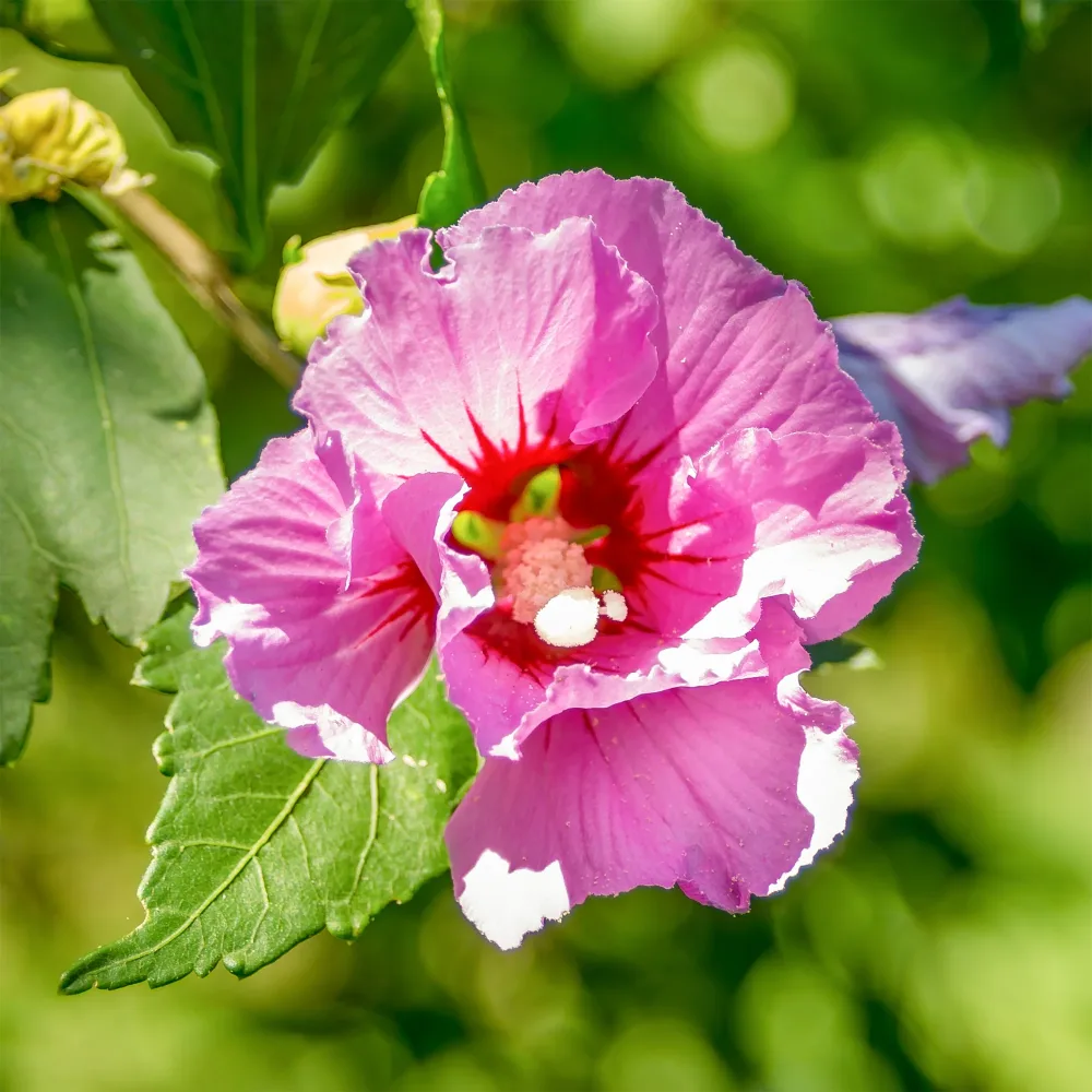 Hibiscus Woodbridge Hibiscus syriacus Woodbridge