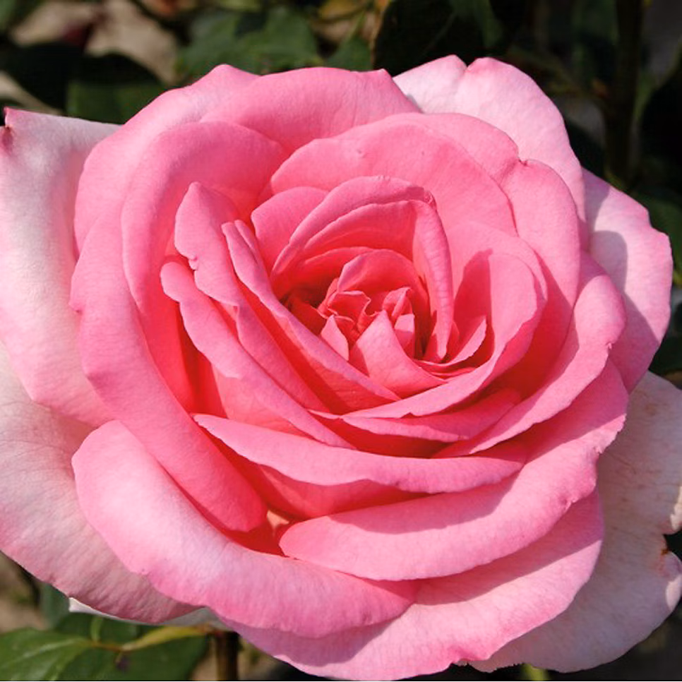 2 x Kordes Eleganza rosier – Rosa 'Sweet Parole'
