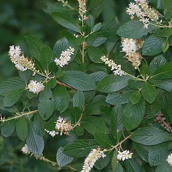 2 x Clèthre – Clethra alnifolia, 50-60 cm pot
