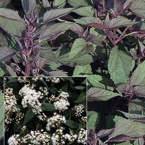 Eupatoire à feuilles molles Chocolate Eupatorium rugosum chocolate