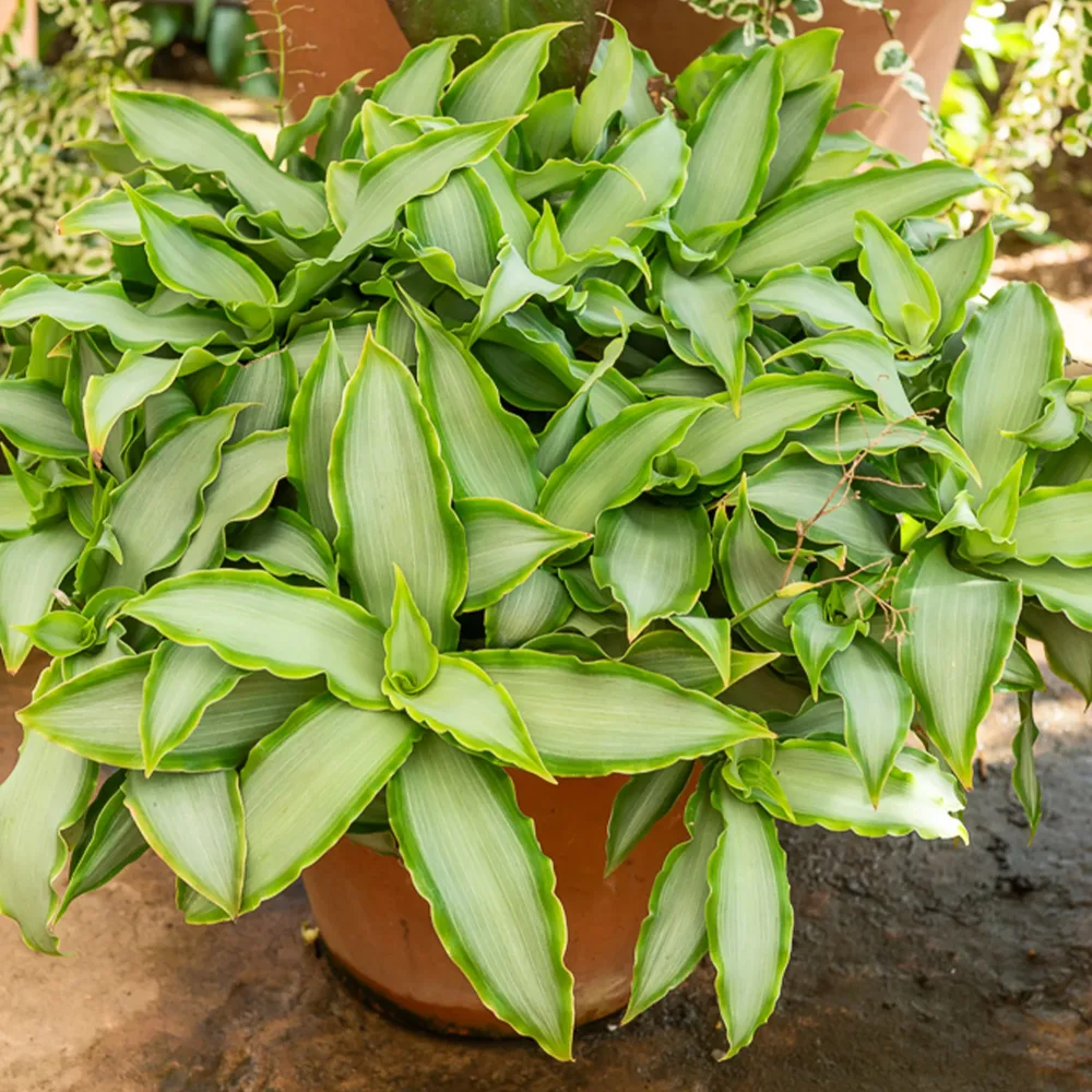 Murdannia Loriformis Bright Star Murdannia loriformis Bright Star