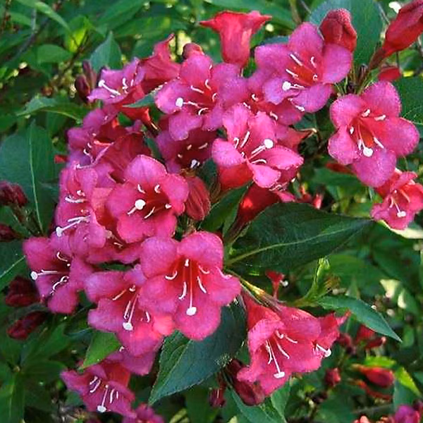 2 x Weigela 'Eva Rathke' – 50 | 60 cm pot