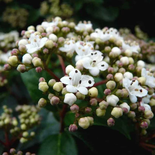 Laurier-tin (Viburnum Tinus) Eve Price. La jardinière de 60 litres