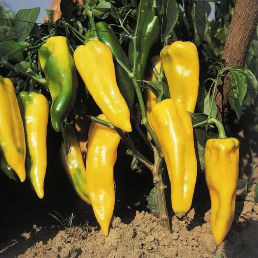 Graines bio de Poivron Corno di Toro Jaune