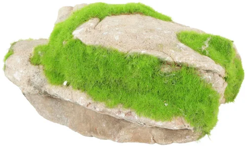 Pierre grise avec plante aquatique pour aquarium Zolux grey stone « ki pousse » M