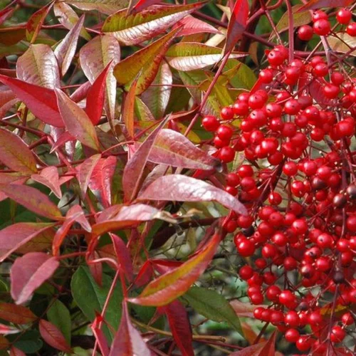 Nandina Domestica Touffe rouge en pot de 3 L