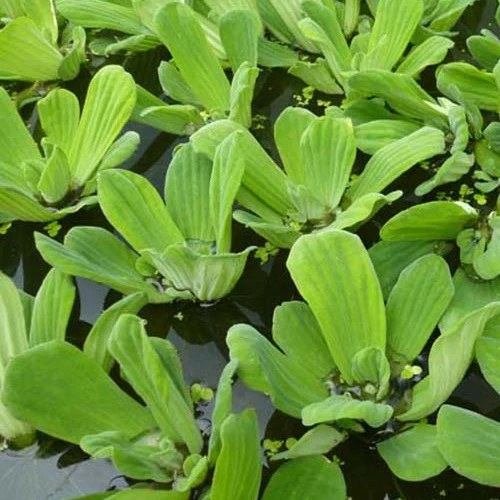 Laitue deau (espèce interdite ne plus commercialiser) Pistia stratiotes