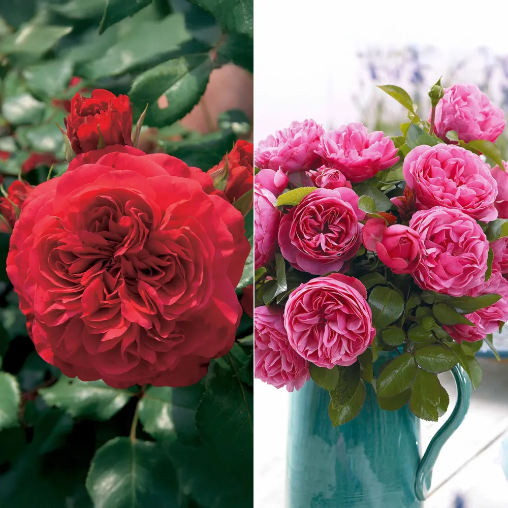Collection de 2 Rosiers floribunda : Red Leonardo Da Vinci et Leonardo Da Vinci Rosa floribunda red leonardo da vinci, leonardo da