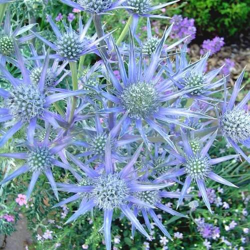 Panicaut ou Eryngium planum à fleurs bleues - Le pot de 7,5 litres