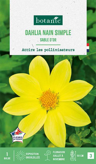 Bulbe de fleurs Dalhia nain simple Sable d’or botanic® - 1 bulbe