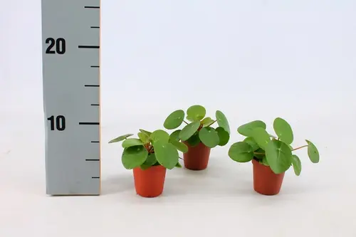 Pilea Peperomioides. Le pot de Ø 6 cm