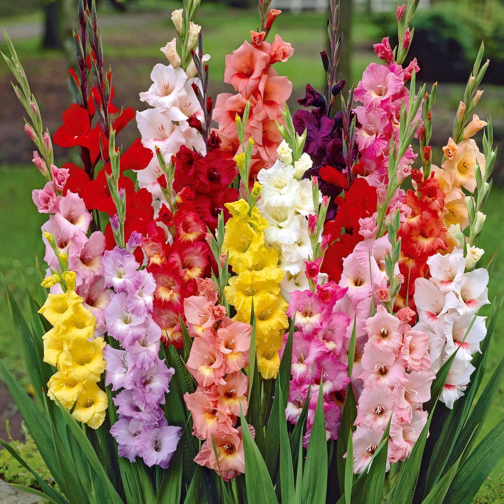 50 Glaïeuls à grandes fleurs en mélange Gladiolus