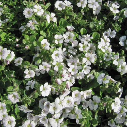 Gypsophile Cerastoïde - Le pot de 9 x 9 cm