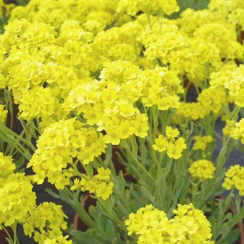 Alyssum Montanum. Le pot de 1,3 litre