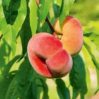 Pommier Calville Rouge. Le pot de 10 litres forme gobelet