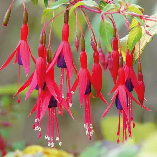 Fuchsia vivace - Le pot de 9 x 9 cm
