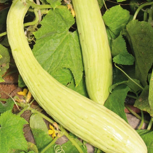 Concombre Arménien Bio. Le pot de 10,5 cm